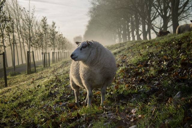 owca na łonie natury
