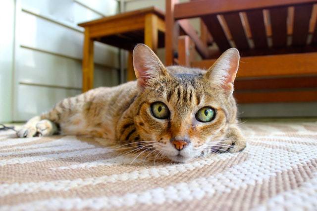 rudy kot z zielonymi oczami leżący na dywanie