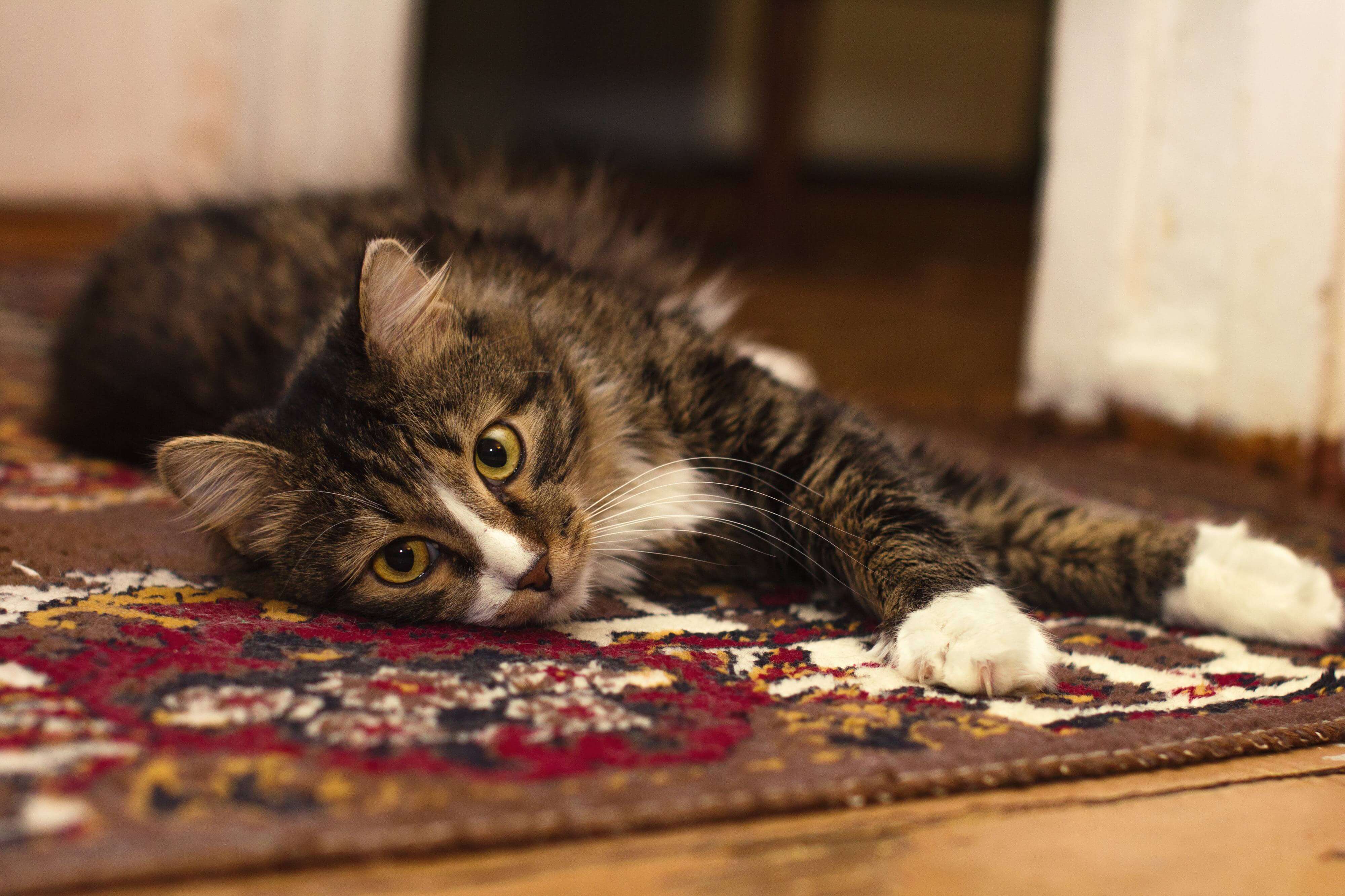 kot leżący na dywanie