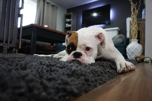 pies leżący na ciemnym puchatym dywanie